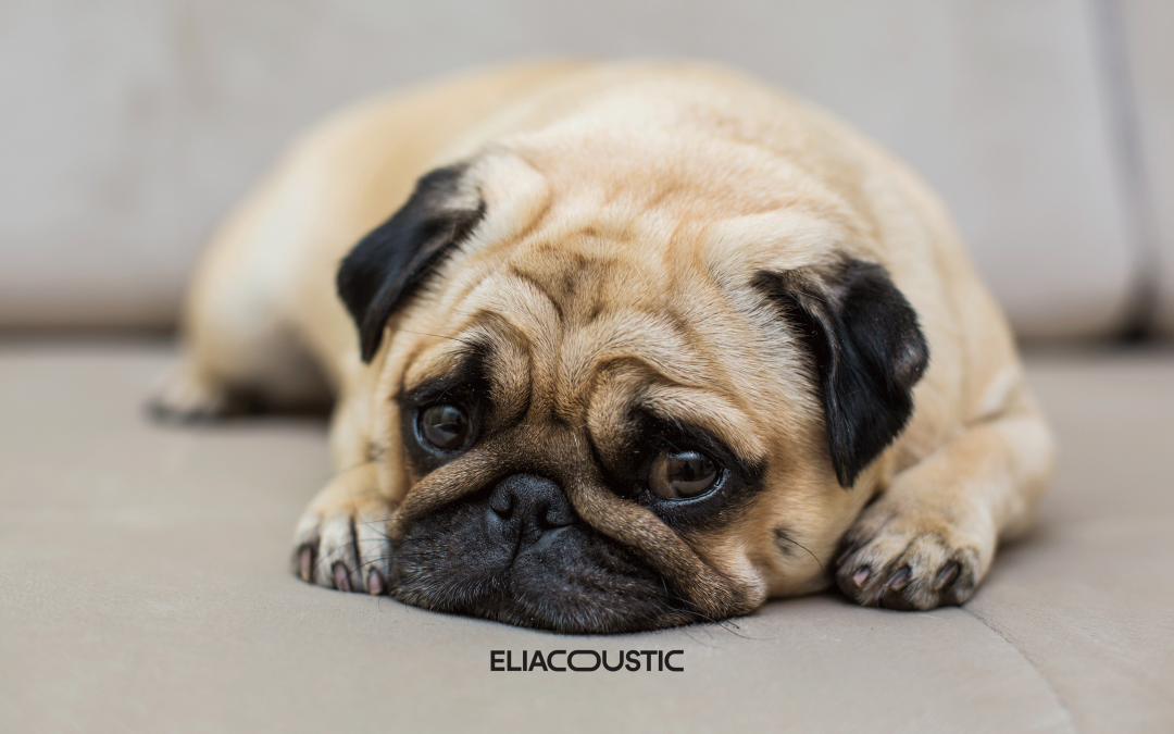 How to protect your dog or cat from the noise of a mascletá with the Sonno soundproof kennel from EliAcoustic?